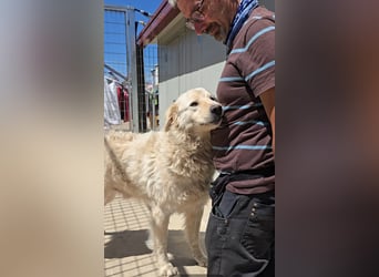 Olaf: wie groß kann Sehnsucht sein