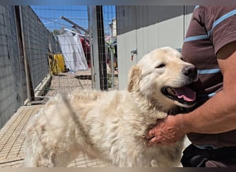 Olaf: wie groß kann Sehnsucht sein