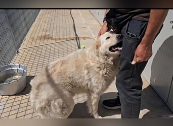 Olaf: wie groß kann Sehnsucht sein