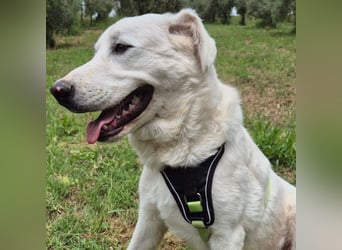 Joele - ein Traum-Maremmano mit großem Herz und sanftem Wesen