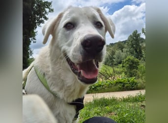 Joele - ein Traum-Maremmano mit großem Herz und sanftem Wesen