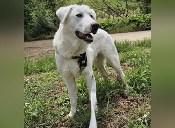 Joele - ein Traum-Maremmano mit großem Herz und sanftem Wesen