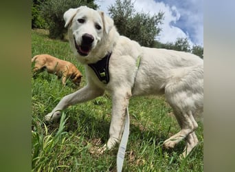 Joele - ein Traum-Maremmano mit großem Herz und sanftem Wesen