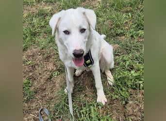 Joele - ein Traum-Maremmano mit großem Herz und sanftem Wesen