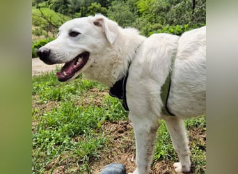 Joele - ein Traum-Maremmano mit großem Herz und sanftem Wesen