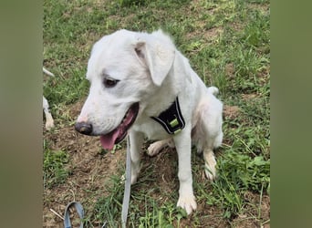 Joele - ein Traum-Maremmano mit großem Herz und sanftem Wesen