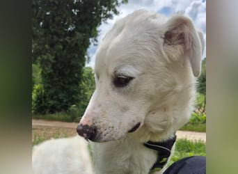 Joele - ein Traum-Maremmano mit großem Herz und sanftem Wesen