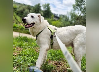Joele - ein Traum-Maremmano mit großem Herz und sanftem Wesen