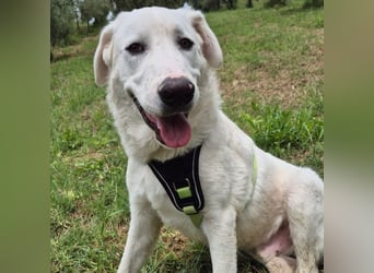 Joele - ein Traum-Maremmano mit großem Herz und sanftem Wesen