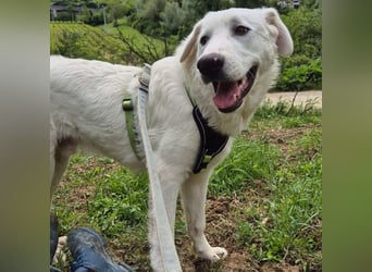 Joele - ein Traum-Maremmano mit großem Herz und sanftem Wesen