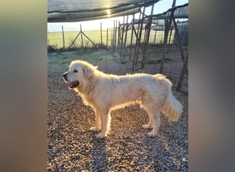 Cesare Augusto sucht Zuhause mit Herz