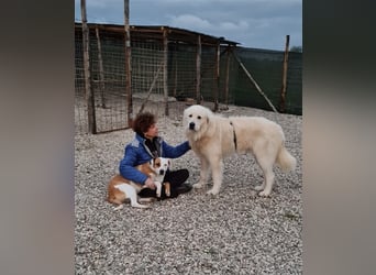 Cesare Augusto sucht Zuhause mit Herz