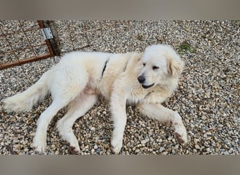 Cesare Augusto sucht Zuhause mit Herz