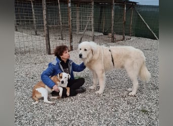 Cesare Augusto sucht Zuhause mit Herz