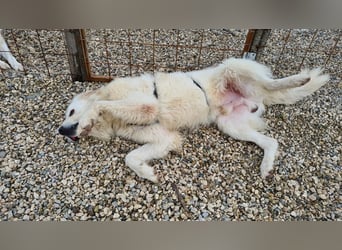 Cesare Augusto sucht Zuhause mit Herz