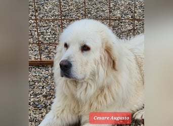 Cesare Augusto sucht Zuhause mit Herz