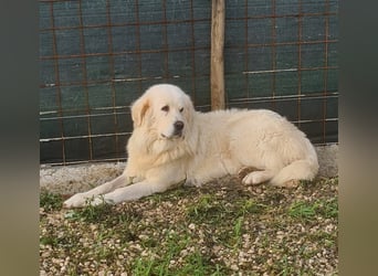 Cesare Augusto sucht Zuhause mit Herz