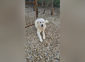 Cesare Augusto sucht Zuhause mit Herz