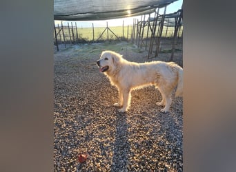 Cesare Augusto sucht Zuhause mit Herz