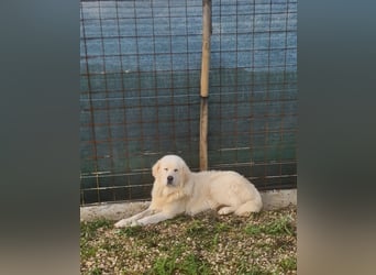 Cesare Augusto sucht Zuhause mit Herz