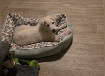 Lilly  unser Eisbär