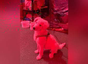 Lilly  unser Eisbär