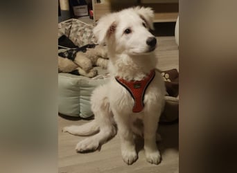 Lilly  unser Eisbär