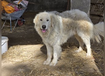 Aaron: imposanter Kerl sucht seine Menschen