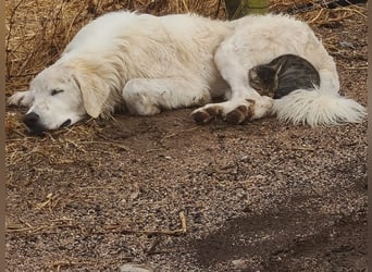 Aaron: imposanter Kerl sucht seine Menschen