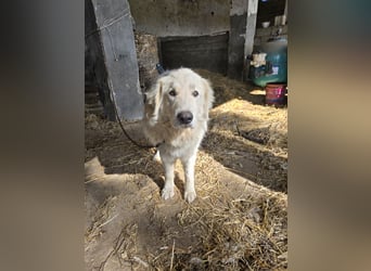 Aaron: imposanter Kerl sucht seine Menschen