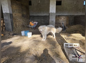 Aaron: imposanter Kerl sucht seine Menschen