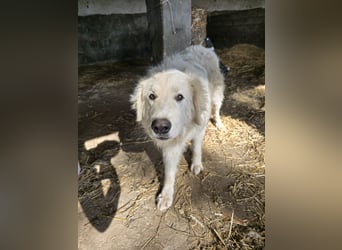 Aaron: imposanter Kerl sucht seine Menschen