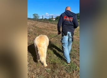 Zorro sucht sein Glück!