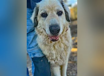 Zorro sucht sein Glück!