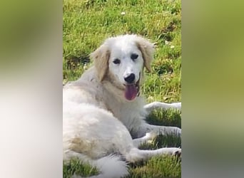 Corrado sucht eine Familie