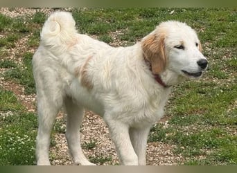 Corrado sucht eine Familie