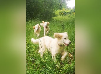Corallo sucht eine Familie