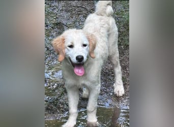 Corrado sucht eine Familie