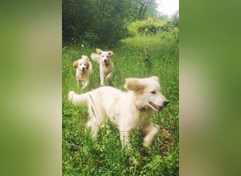 Corrado sucht eine Familie