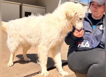 Romina - unser Sonnenschein sucht ein Zuhause