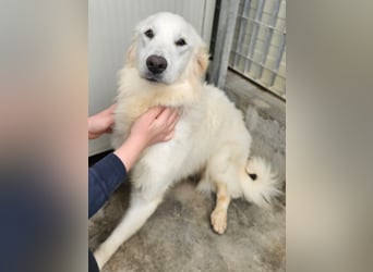 Romina - unser Sonnenschein sucht ein Zuhause