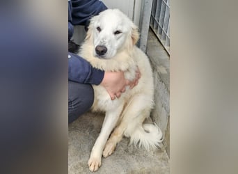 Romina - unser Sonnenschein sucht ein Zuhause