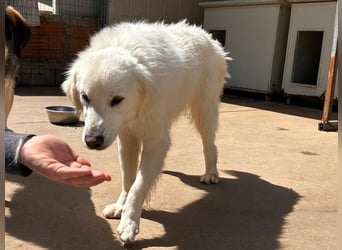 Romina - unser Sonnenschein sucht ein Zuhause