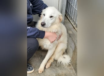 Romina - unser Sonnenschein sucht ein Zuhause