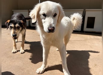 Romina - unser Sonnenschein sucht ein Zuhause