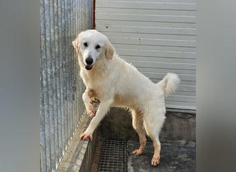 Romina - unser Sonnenschein sucht ein Zuhause