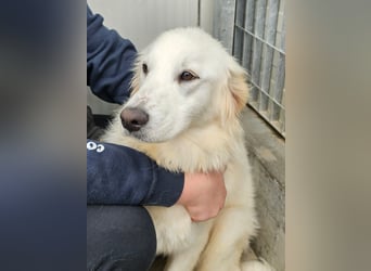 Romina - unser Sonnenschein sucht ein Zuhause