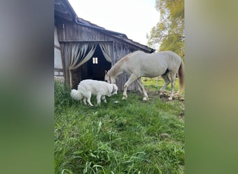 Franzl sucht seinen besonderen Lebensplatz