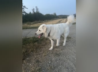 Franzl sucht seinen besonderen Lebensplatz