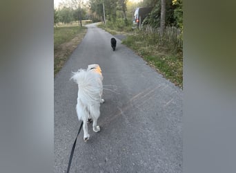 Franzl sucht seinen besonderen Lebensplatz